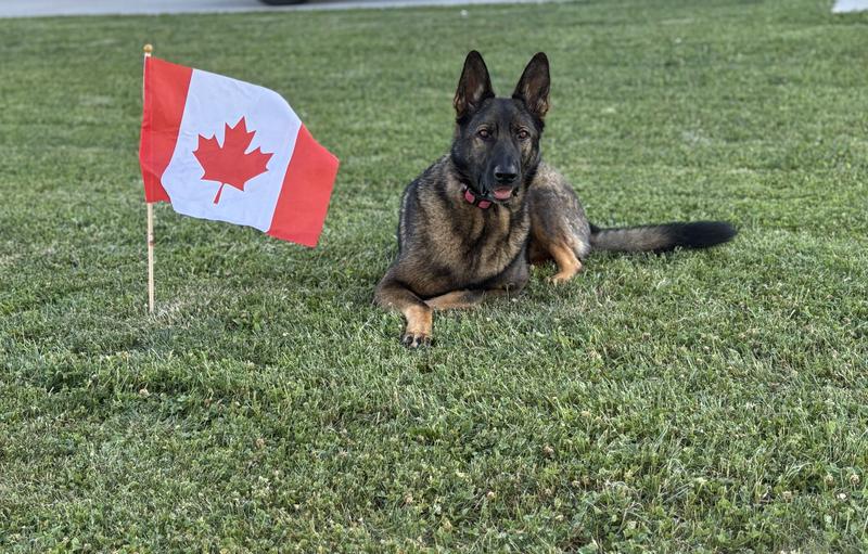 Photo - commentaire&nbsp;8.