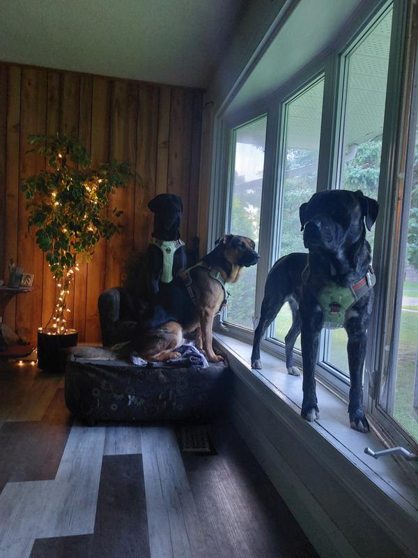 My 3 big boys all under 3 years old💕