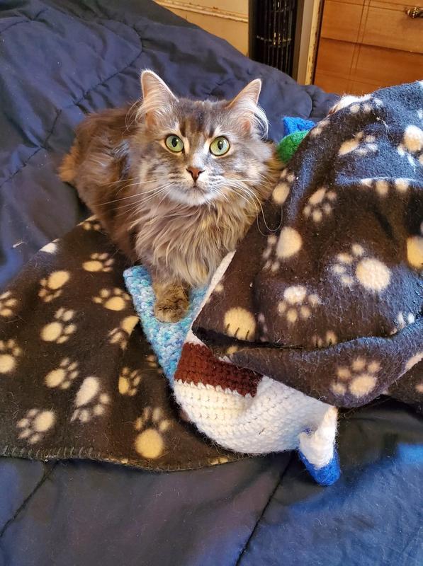 I took my hoomans bed