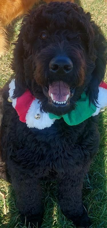 One of my baby's this is Hemi