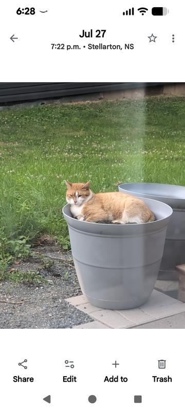 Buddy age unknown feral