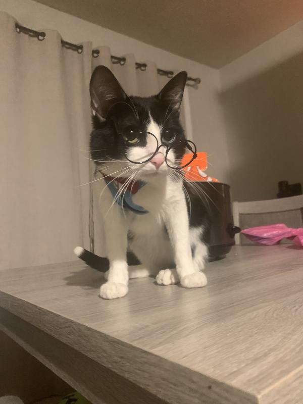 Lil boy in his Mr.peabody harness and glasses 🤓