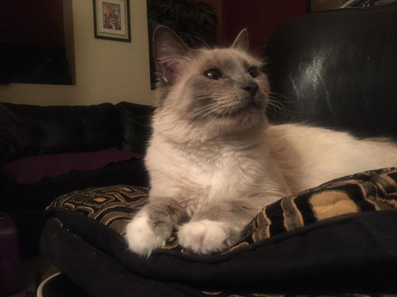 My New Forever Home!