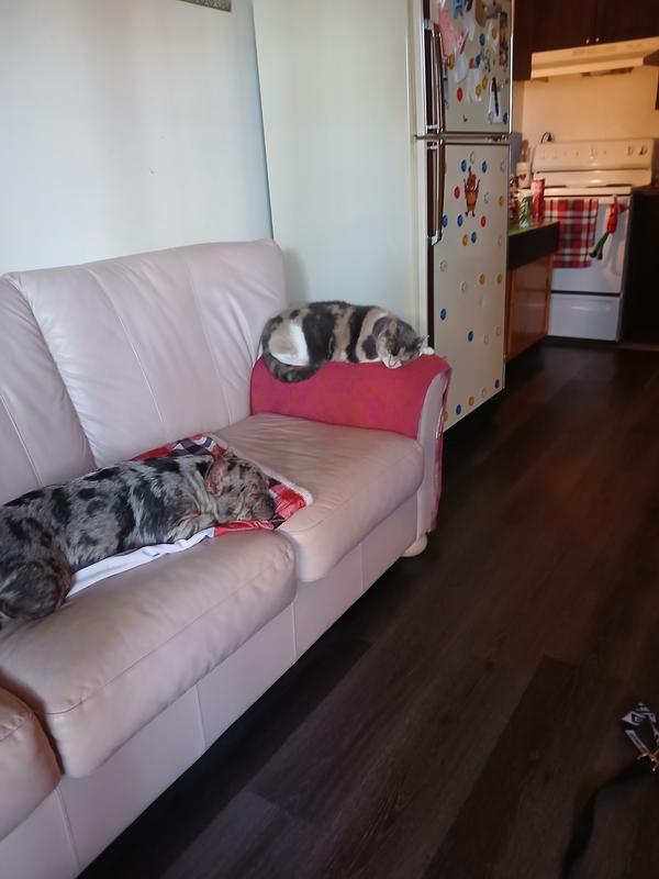 Photo - commentaire 6.