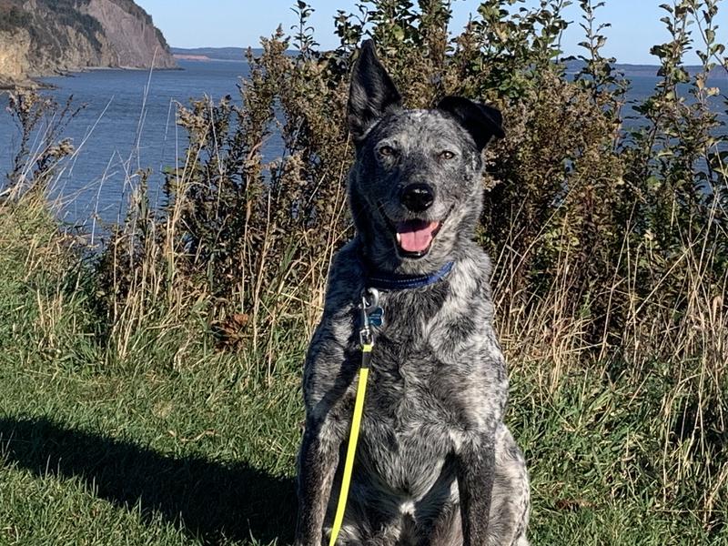 Shea, Austrian Cattle Dog