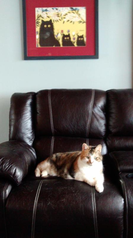 Heffer my senior kitty....relaxing.