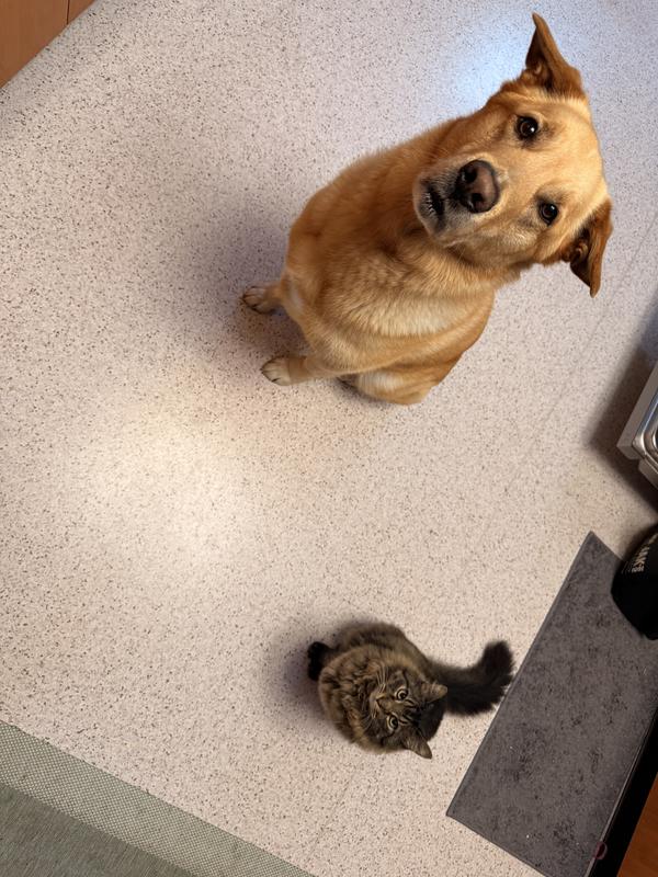 begging for their food