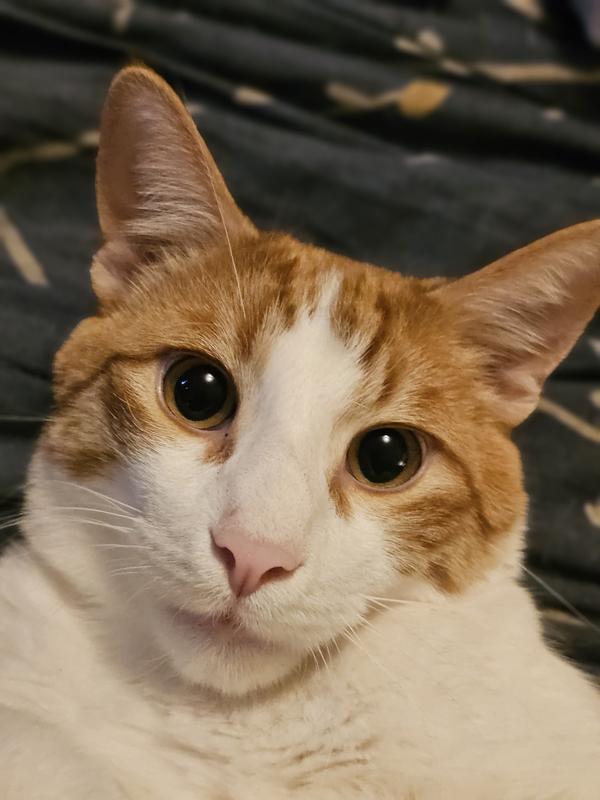 Tora is 9 months old and is my buddy!