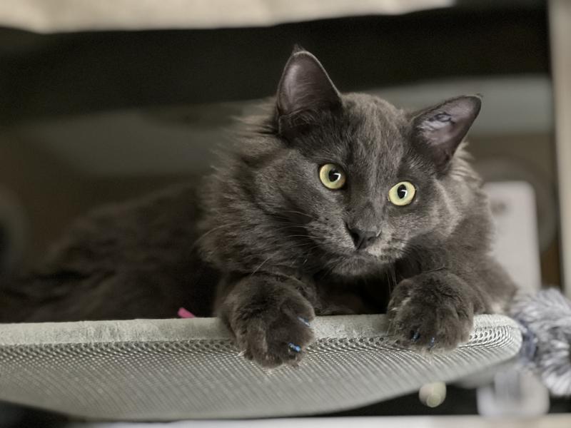 Chilling on my windowsill hammock