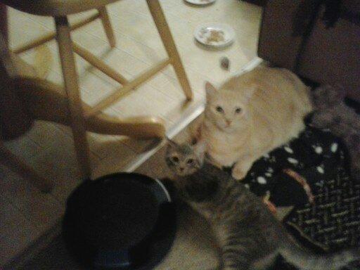 My two cat's litte girl and little boy aka(Boo boo) they are both rescues.