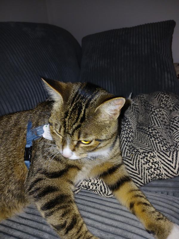 Hmm, my food dish is empty, Hooman.