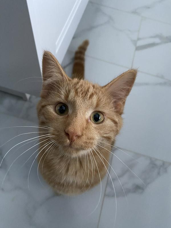 Photo - commentaire&nbsp;2.