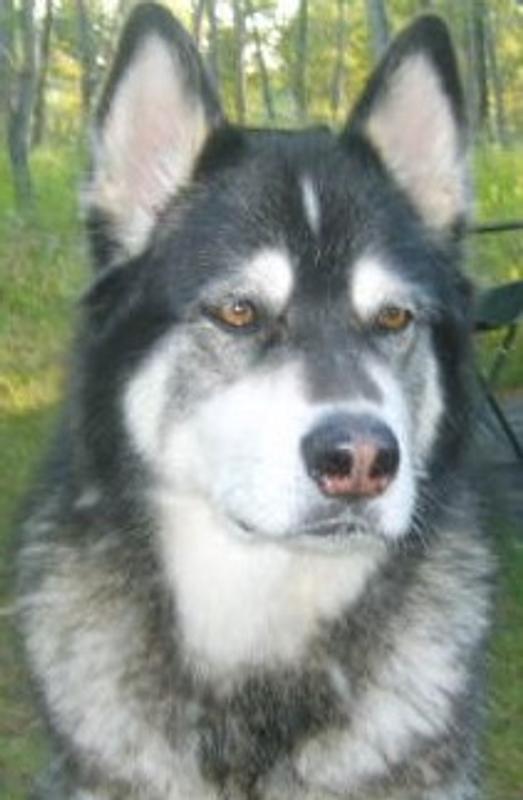 Akayla was one of my favorite Dogs who gave everyone great pleasure!