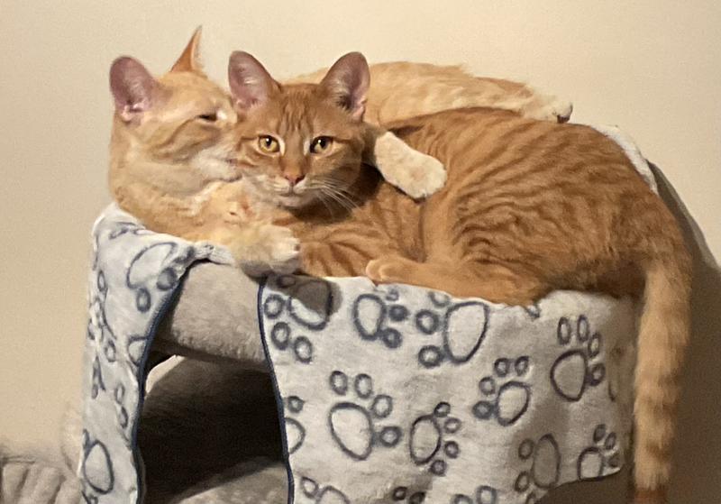 Photo - commentaire&nbsp;1.