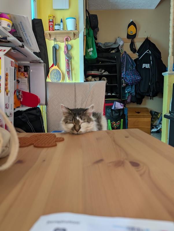 He is a happier cat with Purina UR in his bowl. ❤️