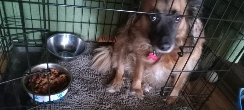 Brucie, normally food driven, shown here refusing to eat Beneful