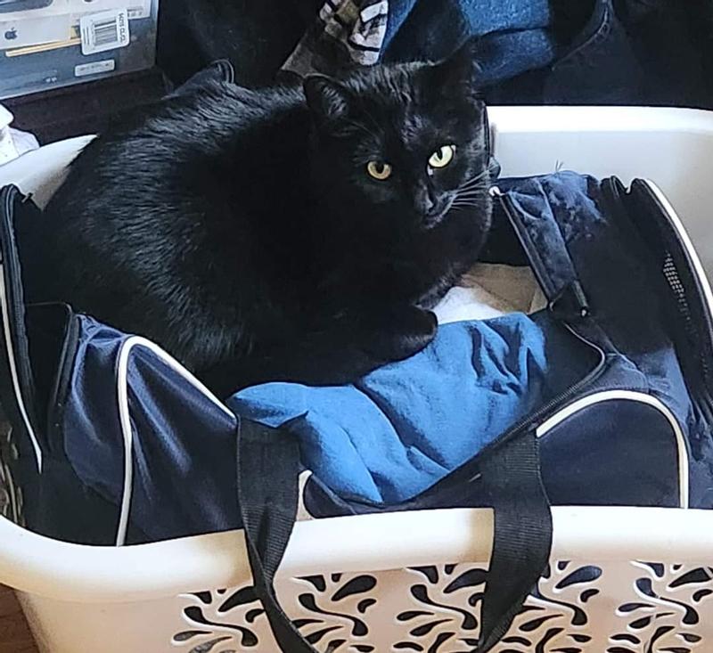 After dinner she is happy and content on top some warm clothes