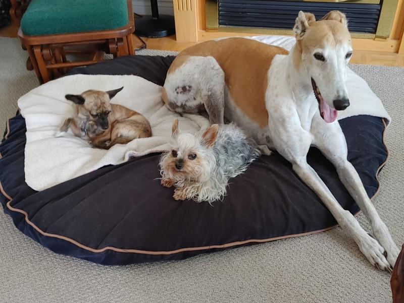 Teaka, Frankie and Paws