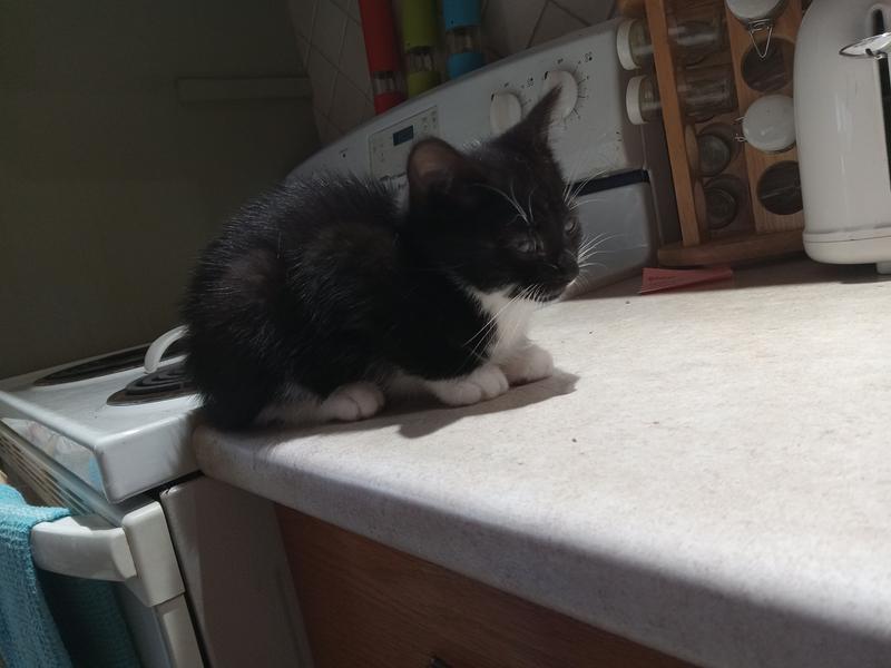 Photo - commentaire&nbsp;2.