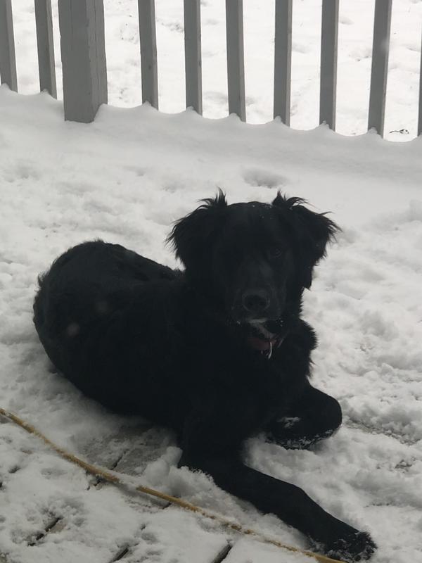 My beautiful fur babies