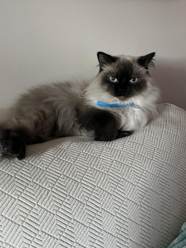 Miss Mavican but I call her Mav Mav🐾🐾❤️❤️