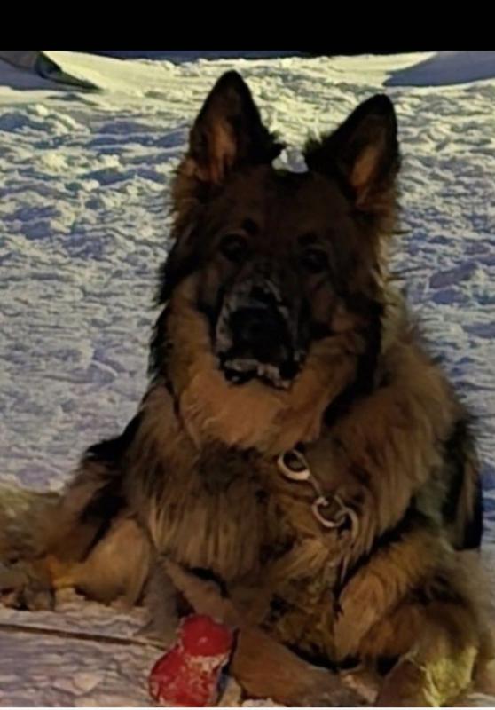 Registered King Shepherd