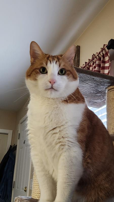 Staring at me until I comply