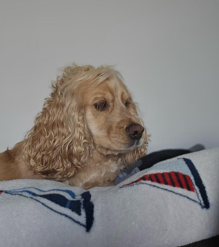 En attente d'une tranche de Bacon!!