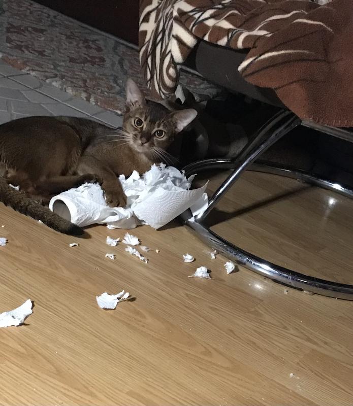 Mom left the paper towels out again!