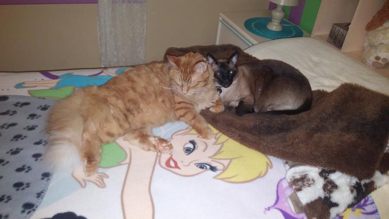 Photo - commentaire 8.