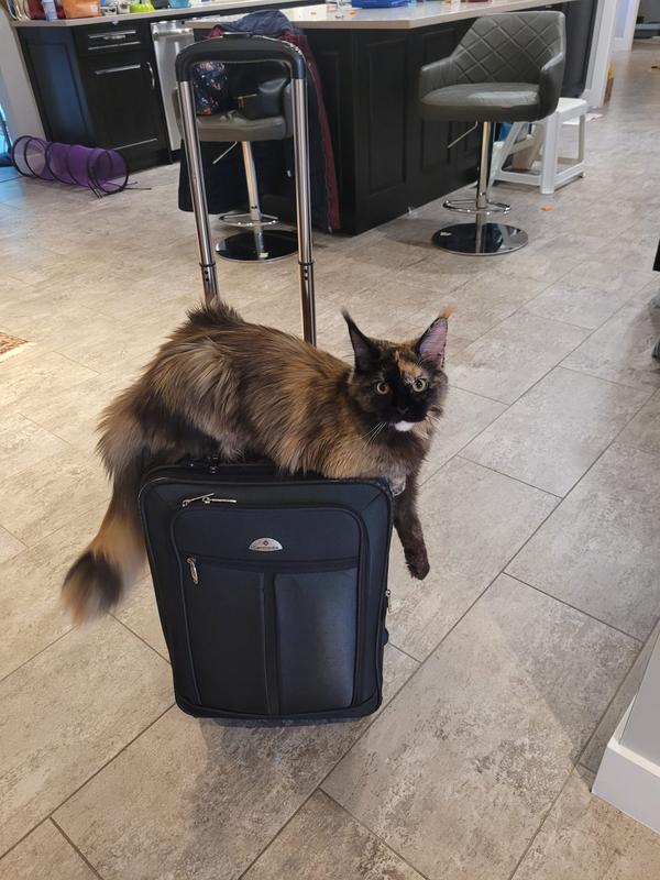 Ready to travel wth my master