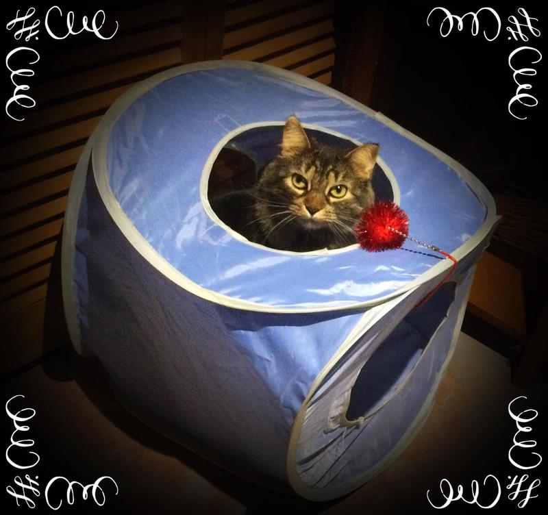 Playing before dinner time.