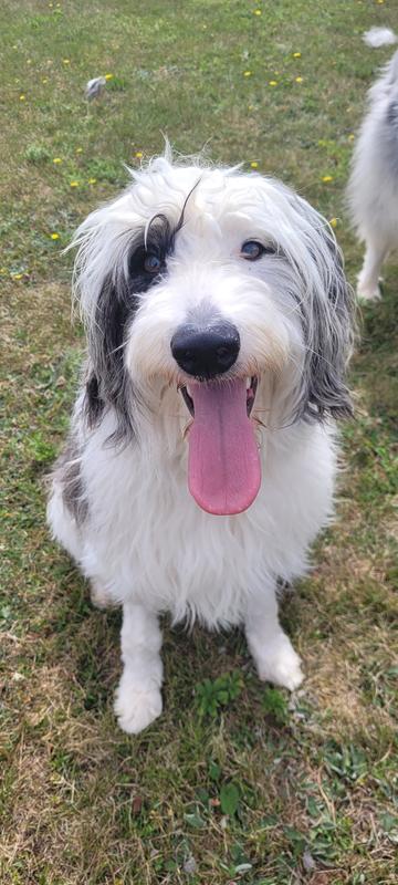 Chloe was raised on Purina One large puppy food!