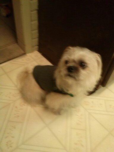 It's gonna storm...I need my Thunder Shirt.