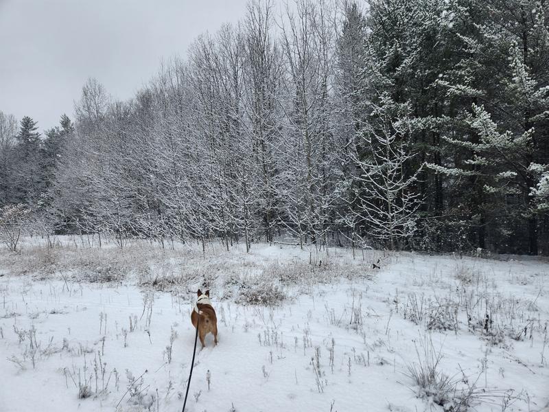 Walking in the first snow of 2025