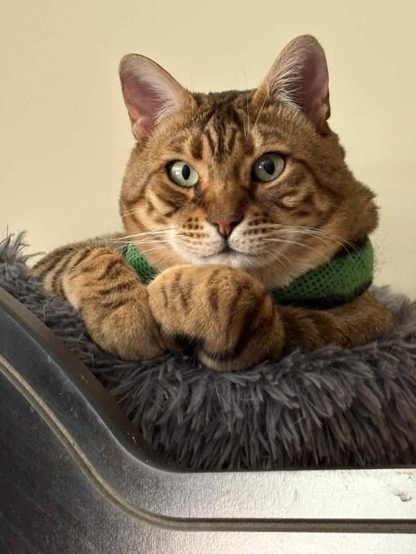 Un chat heureux et repu