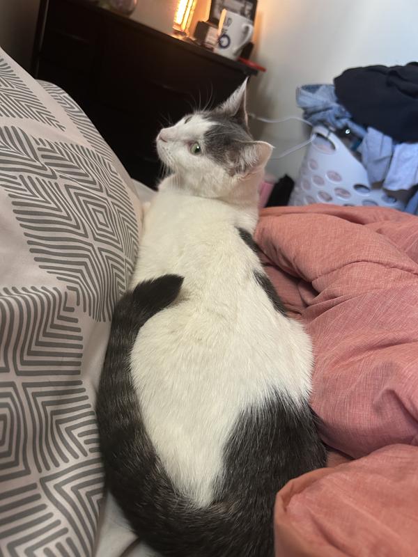 My southern Bell Miss. Luna