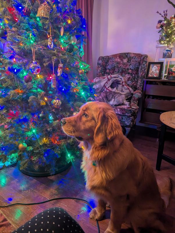 Dashiell, 7 months old