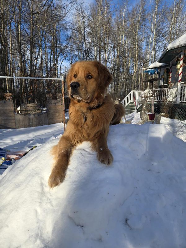 Fergus king of the snow bank
