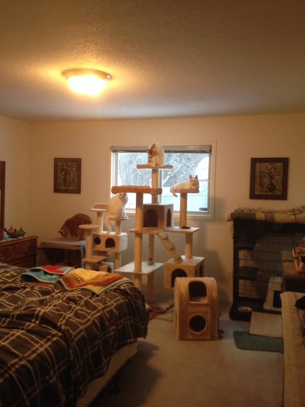 4 boys and one tree house make for a great life and nice bird/squirrel watching! Not to mention the catnip parties!