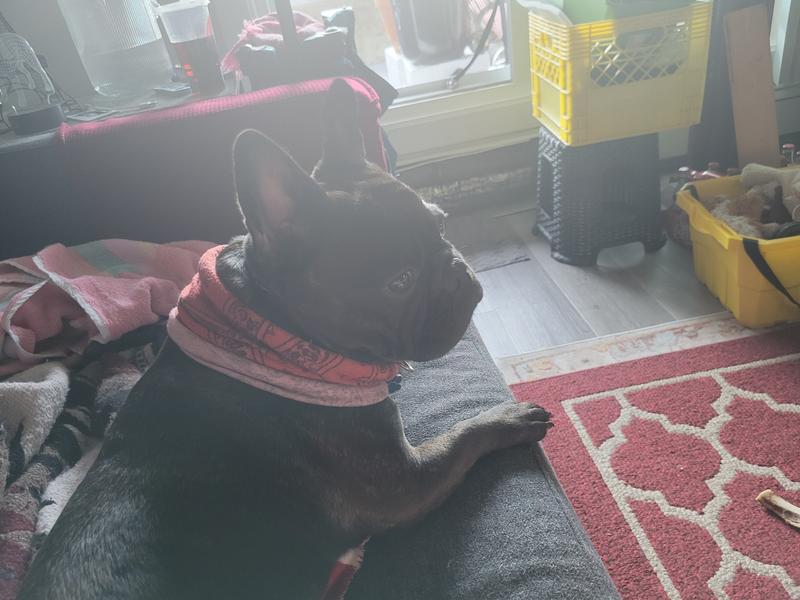 Must have my bandana on