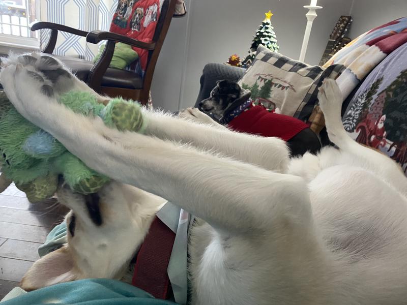 Kylo is just the biggest, most lovable goofball!