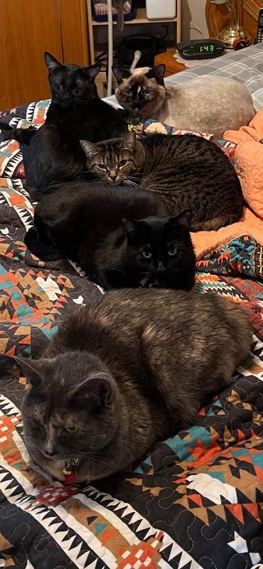 Pattours-mia-poutchi-chanel-chico-lyly