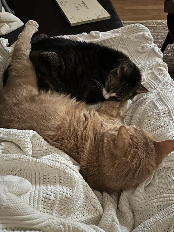 Photo - commentaire 4.