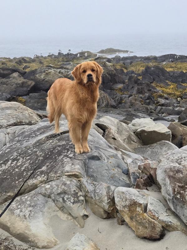 Fergus  at the beach