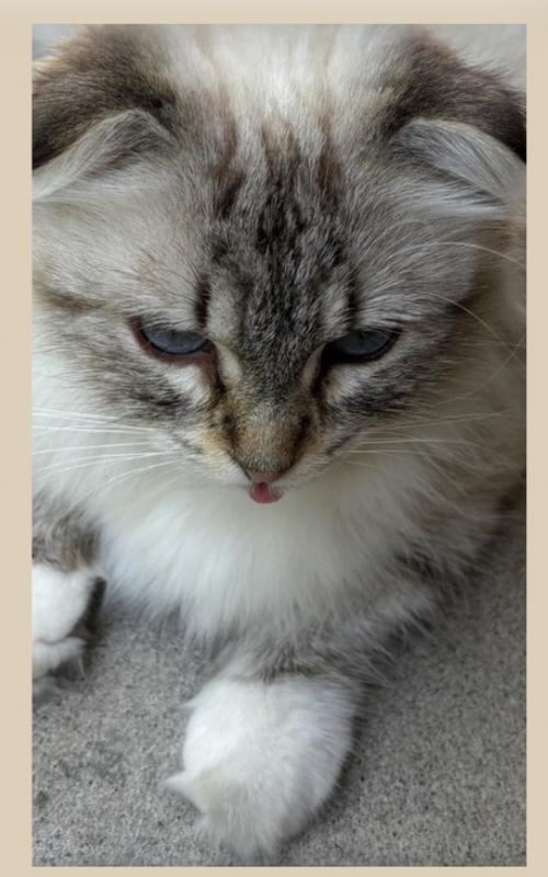 can i have a meal between my meals please?