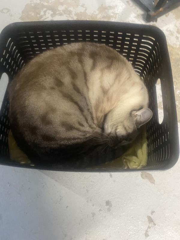 Off to sleep belly is full