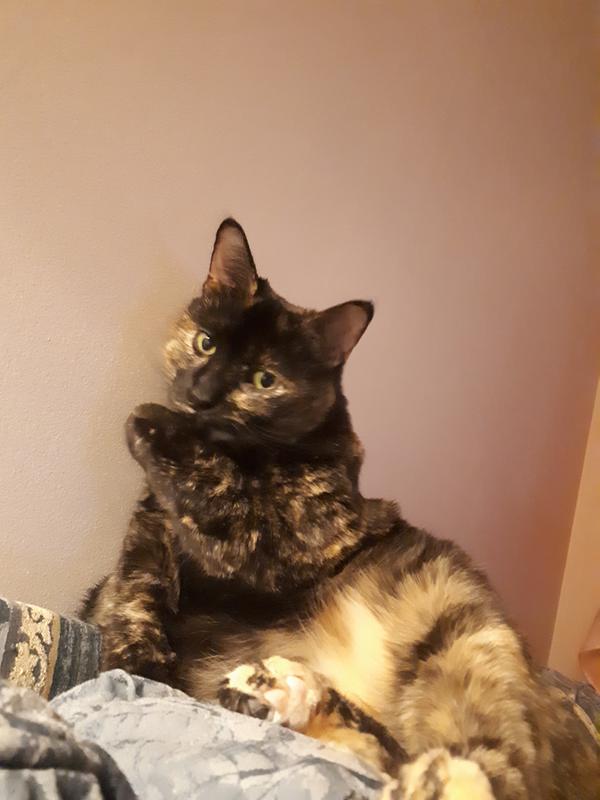 Satisfaction after Friskies Party Mix