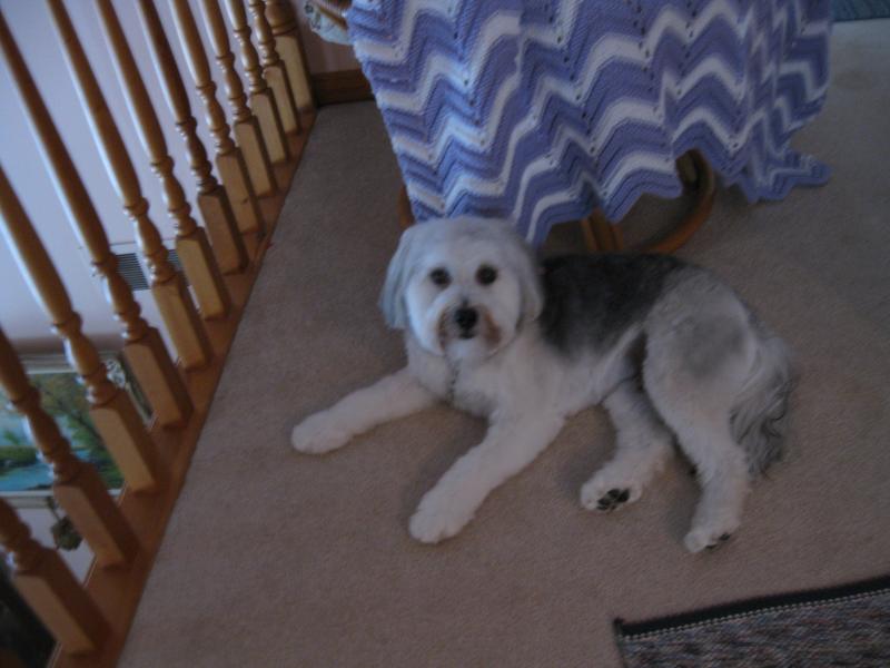 Sammie Chinese Crested Powder Puff.