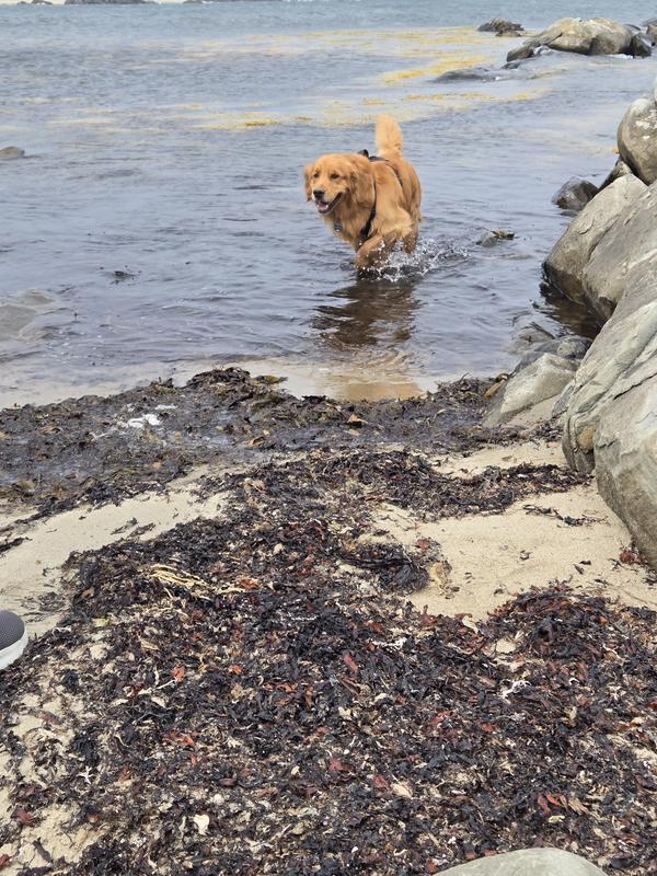 Fergus loving the beach